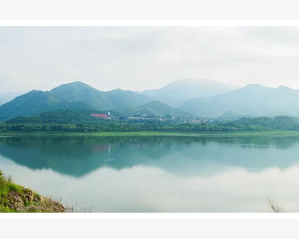 清肺润肺，茶中瑰宝——柚子茶